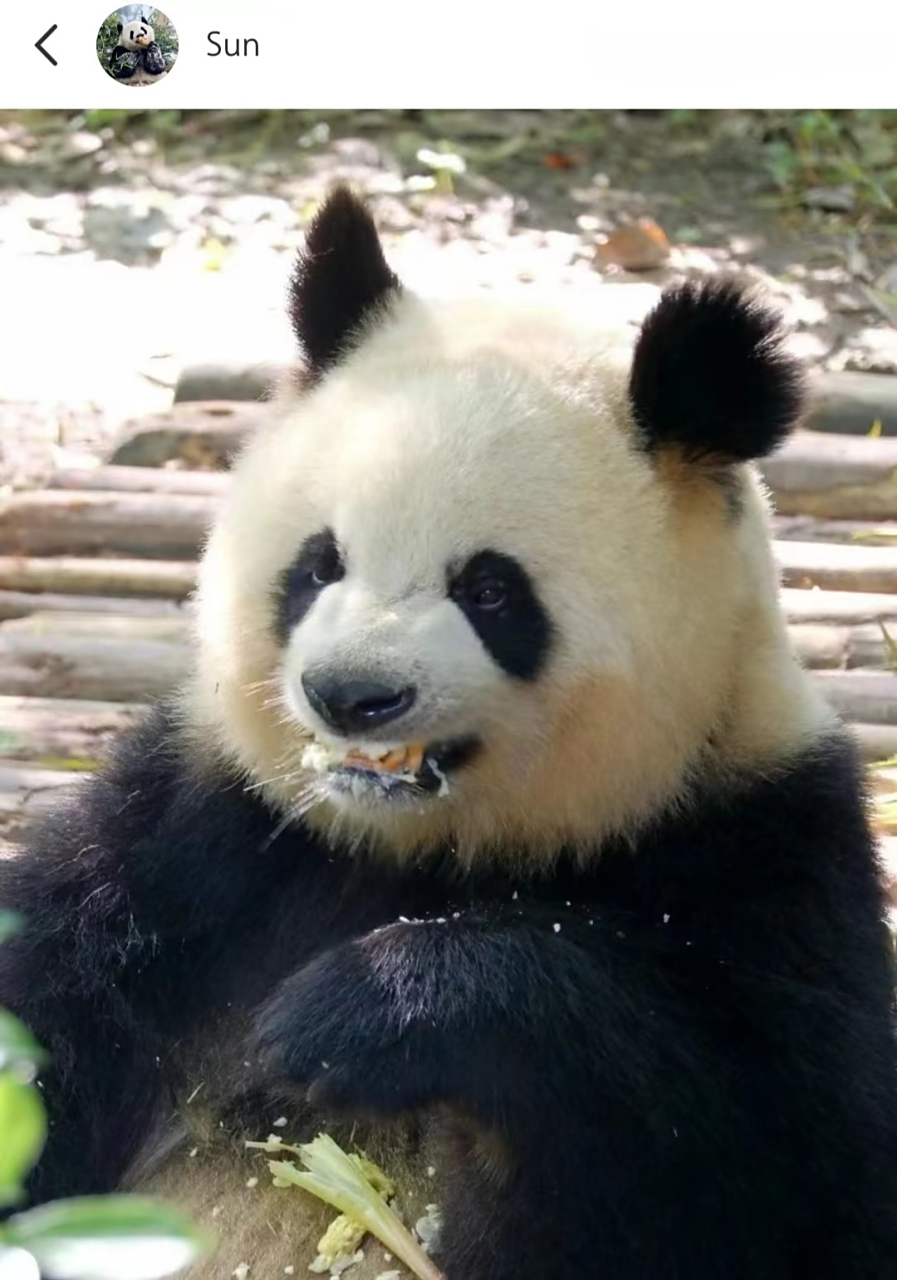 前一秒园润:告诉姨姨,我超凶的,后一秒圆润:嘿嘿嘿,是骗姨姨哒,我超