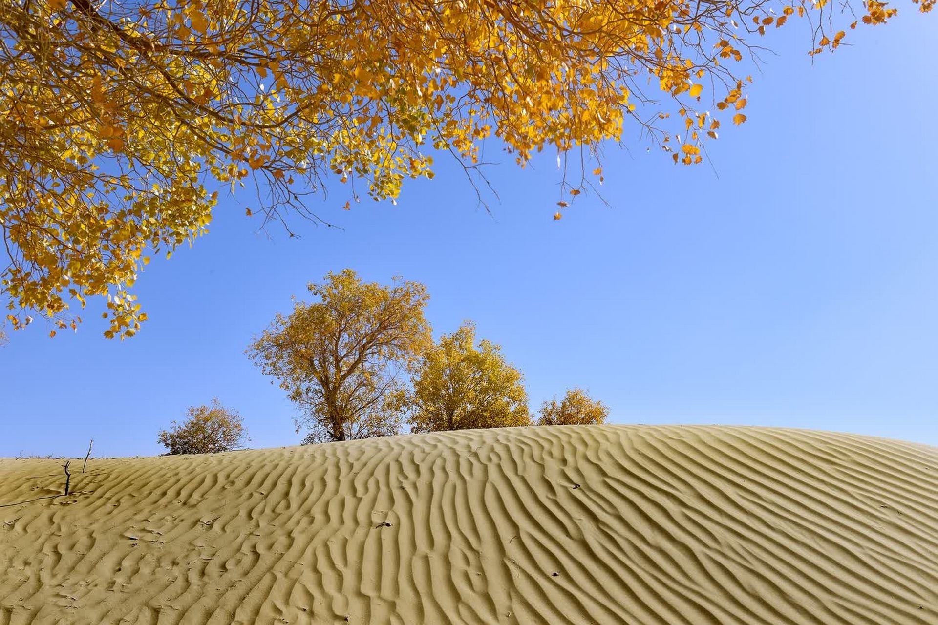 沙漠中的这棵孤独的胡杨,是大自然的奇迹,也是生命的守望者.