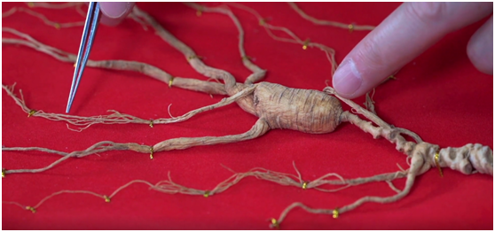 "百草之王"话人参