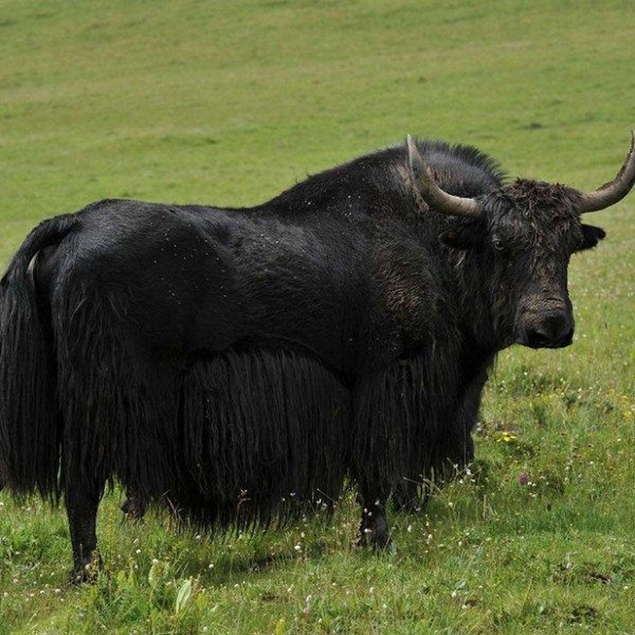 发榜:甘肃甘南州十大名产  玛曲牦牛:玛曲县特产,全国农产品地理标志.