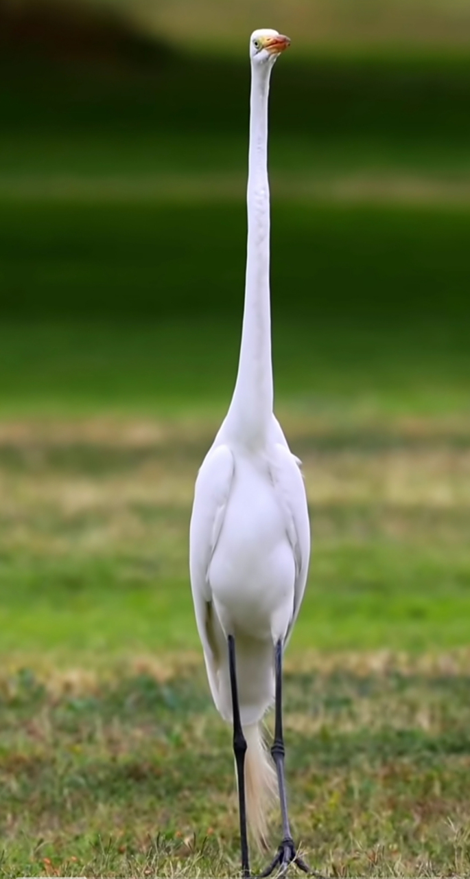 这长颈鹭玉树临风,仙气飘飘,如穿着黑色丝袜的大美女!爱了爱了!