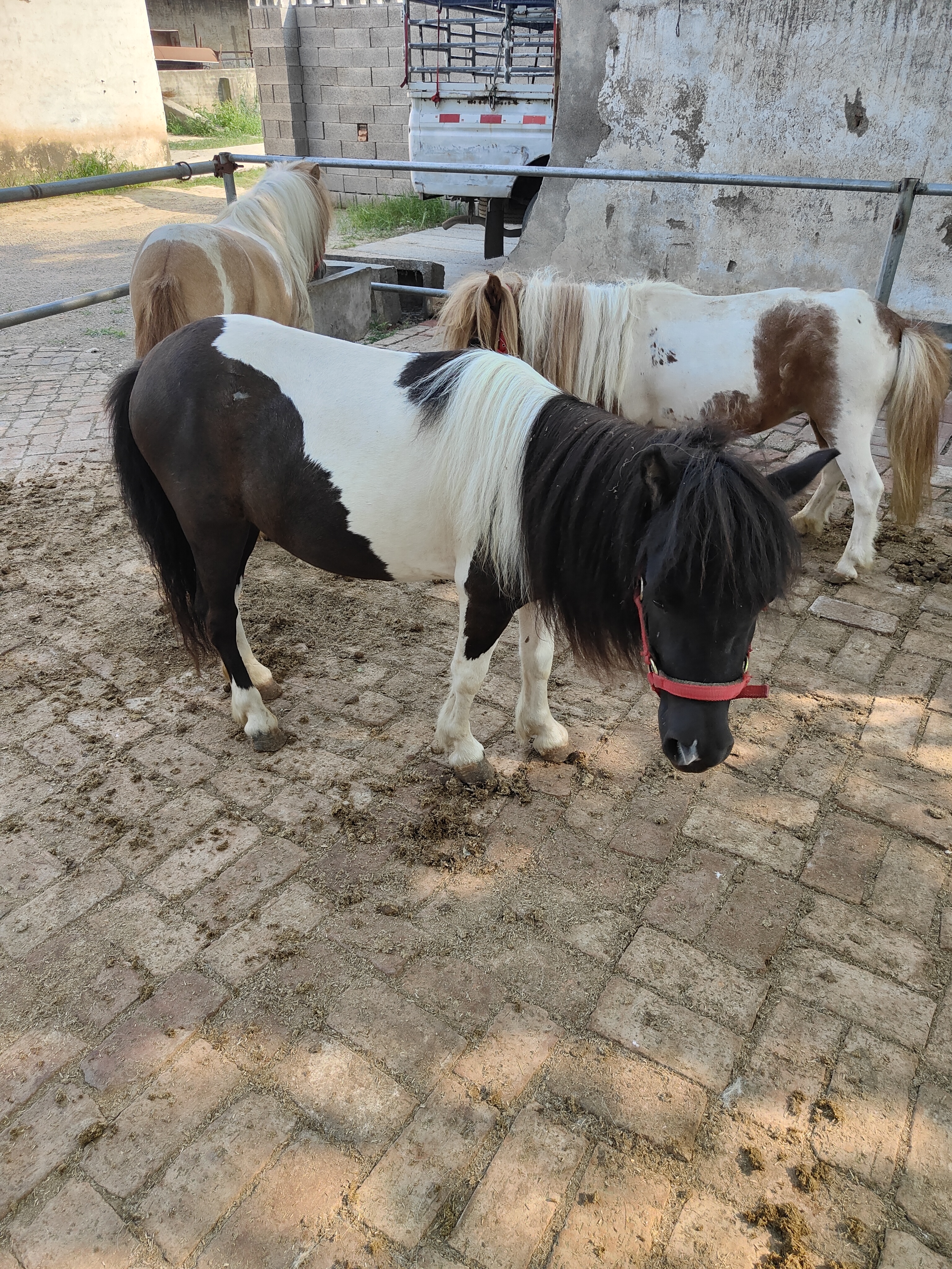 進口設特蘭寵物小矮馬景區萌寵園生態園兒童騎乘寵物馬