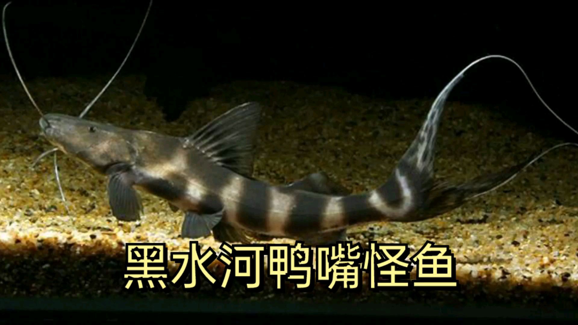 底栖肉食鱼,飘鰭假斑马鸭嘴