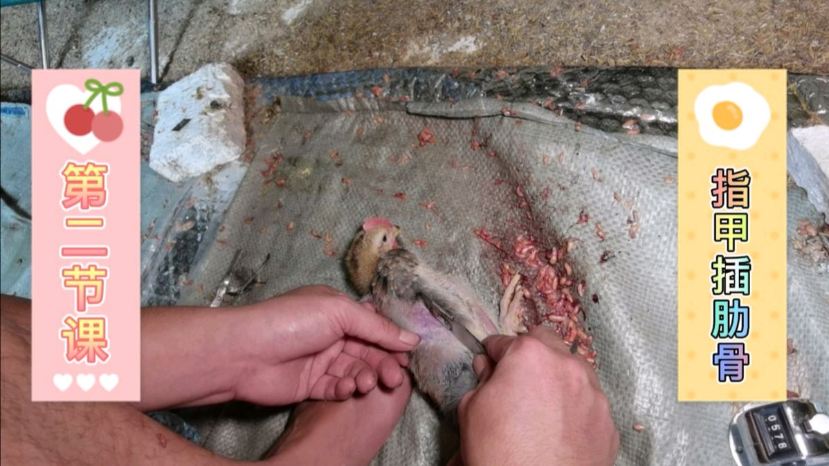 阉鸡师傅高清视频,教大家怎么学技术活,详细教程(2)