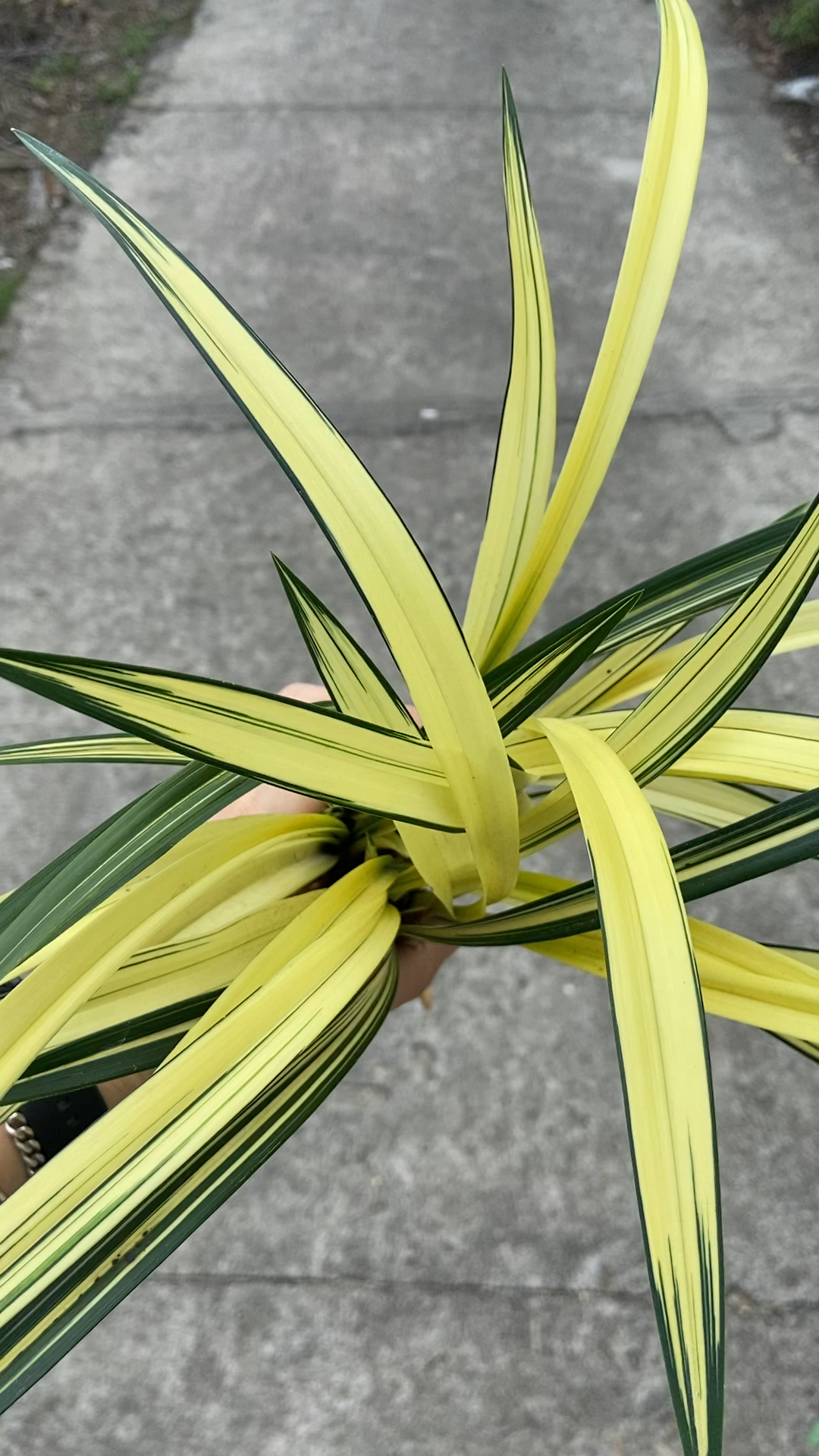 兰阳之松中透艺草