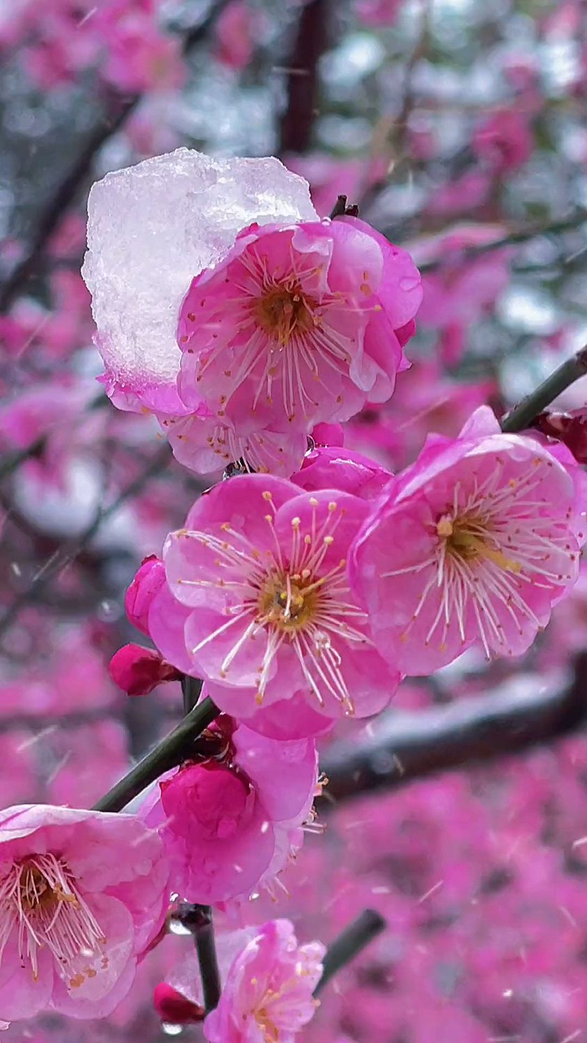 很喜欢梅花,不仅是因为她的漂亮,更是因为她的坚强#美景