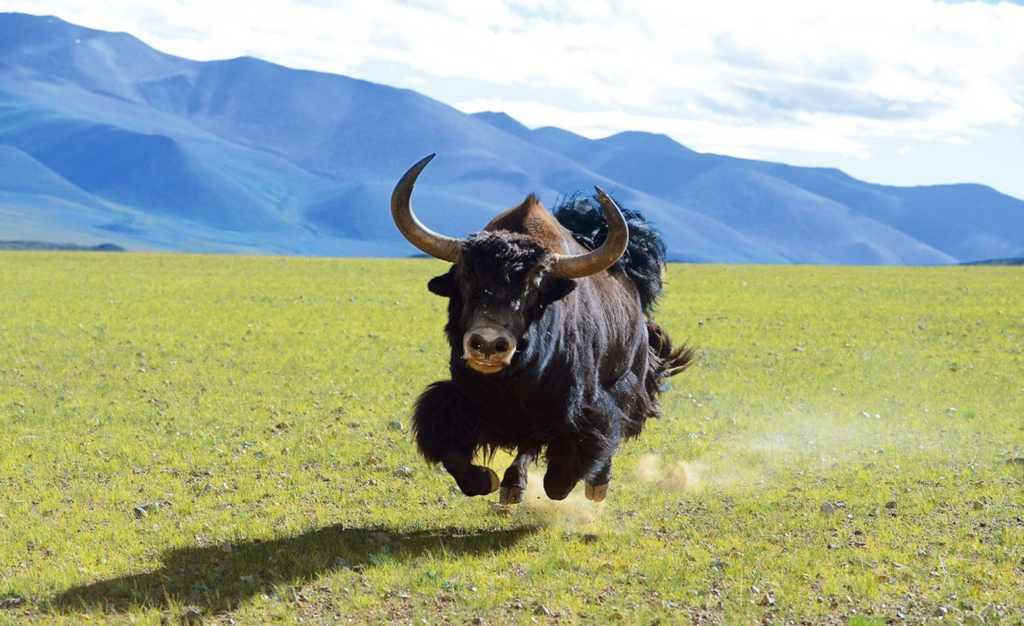 摄影师正面精彩抓拍,牦牛气势磅礴,奔袭而来.#动物趣图