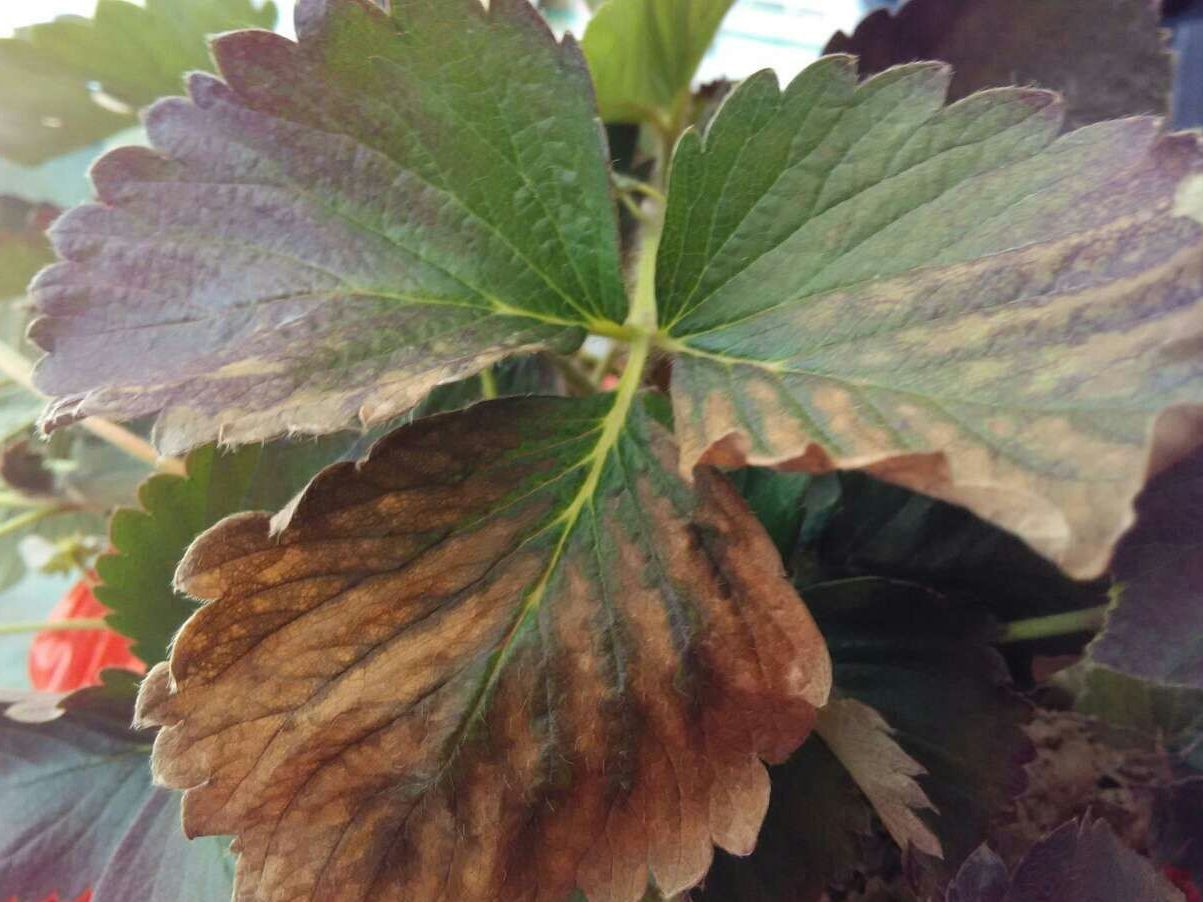 草莓褐斑病的症状和防治方法?草莓褐斑病用什么药效果好?