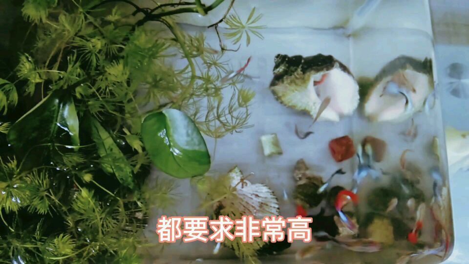 给孔雀鱼投食每次投放多少合适?杂袍孔雀鱼非常漂亮,还好养