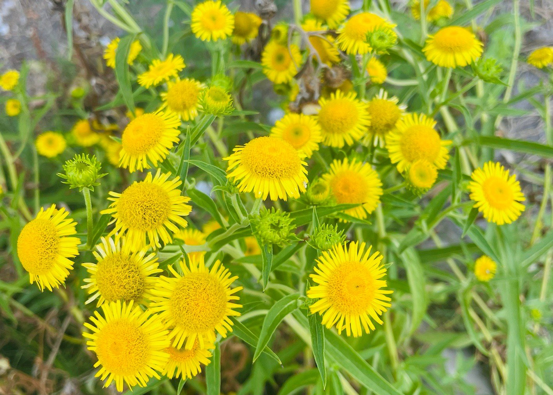 旋覆花是菊科旋覆花属植物.茎被长伏毛,或下部脱毛;中部叶长圆形,长圆