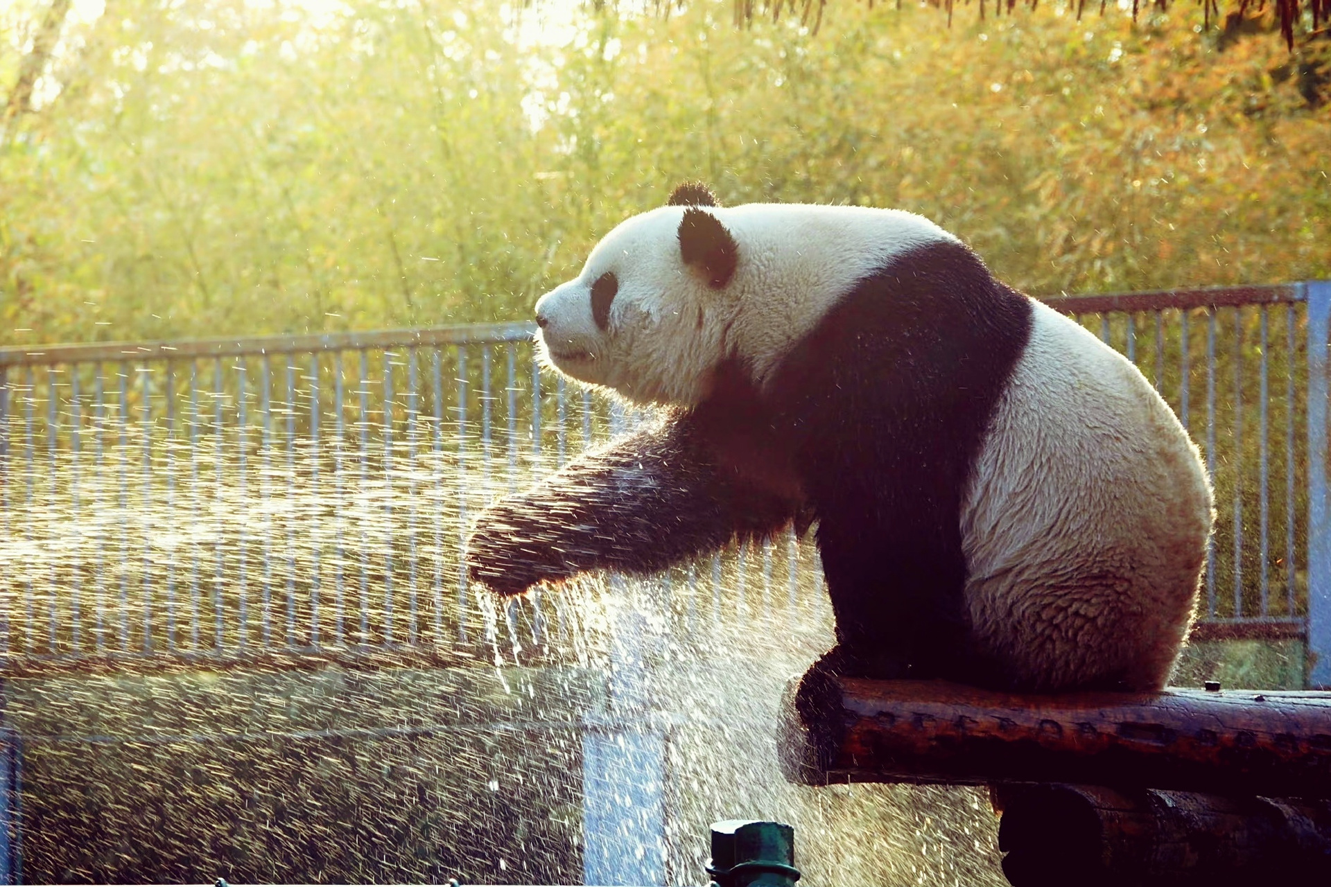 大熊猫# 萌兰戏水图or萌熊侧颜杀 早上,迎着清晨的第一缕阳光,吸一大