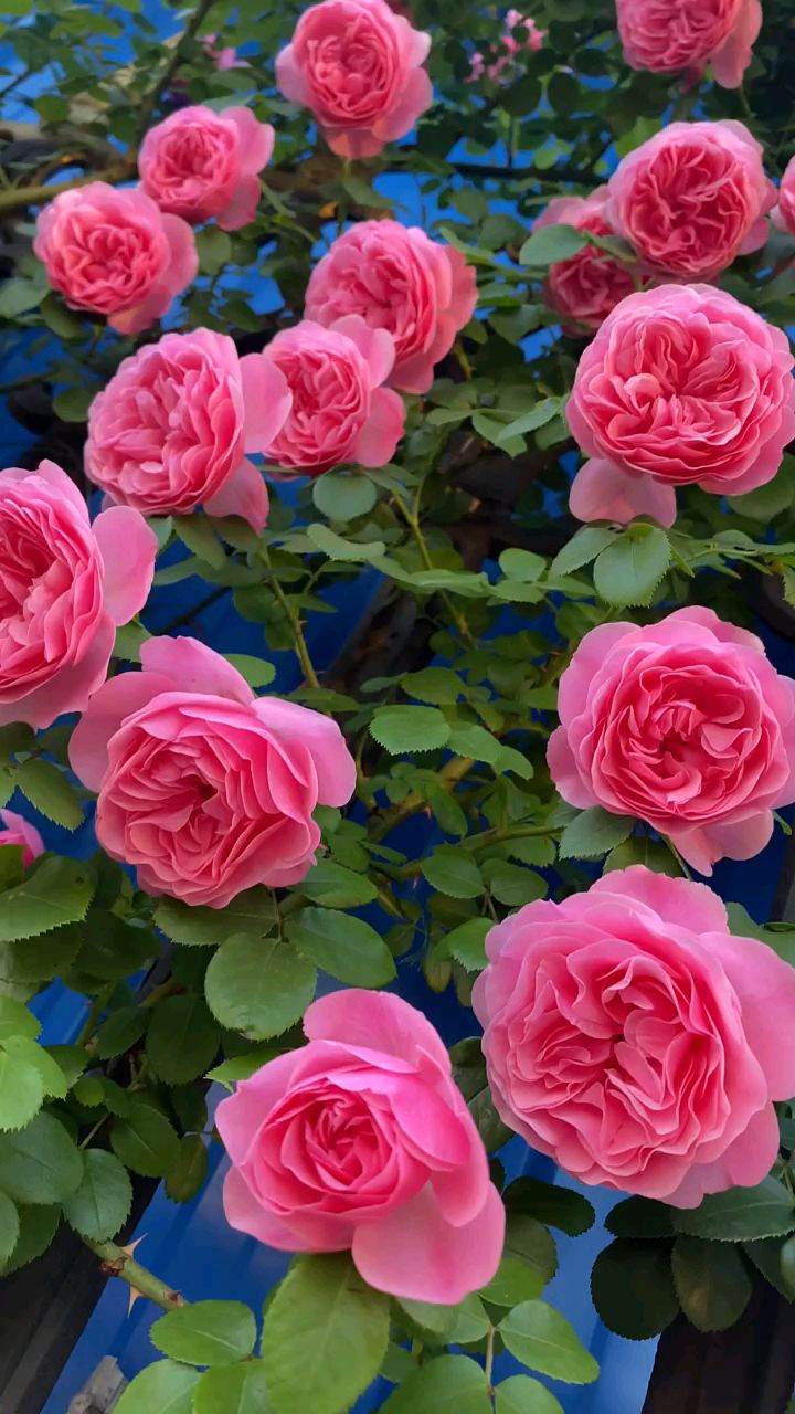 藤本月季粉色达芬奇花量多花期长多季循环开花-度小视