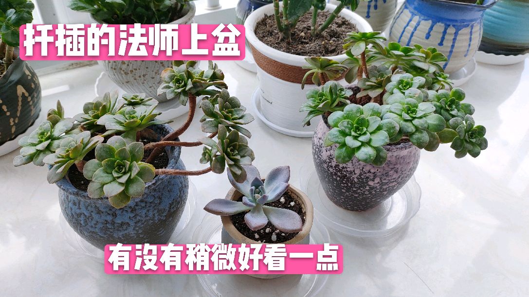 给扦插的绿茶法师上盆,法师很丑,上盆后颜值大增