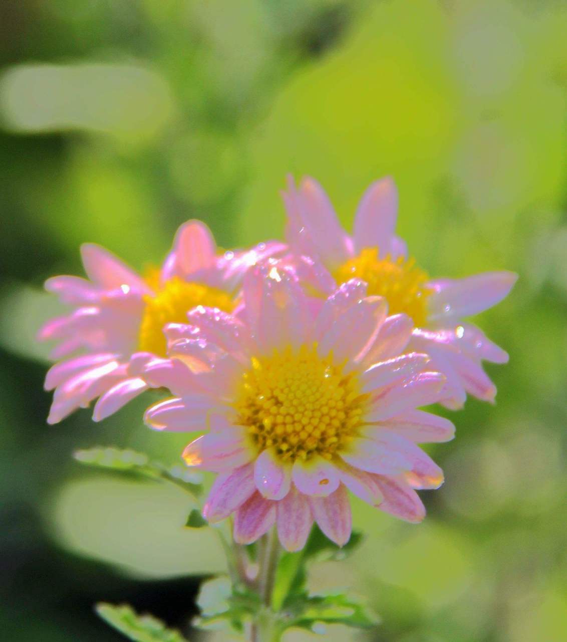美花分享:夏天的菊花,开的好美 太阳当空照,花儿对我笑.
