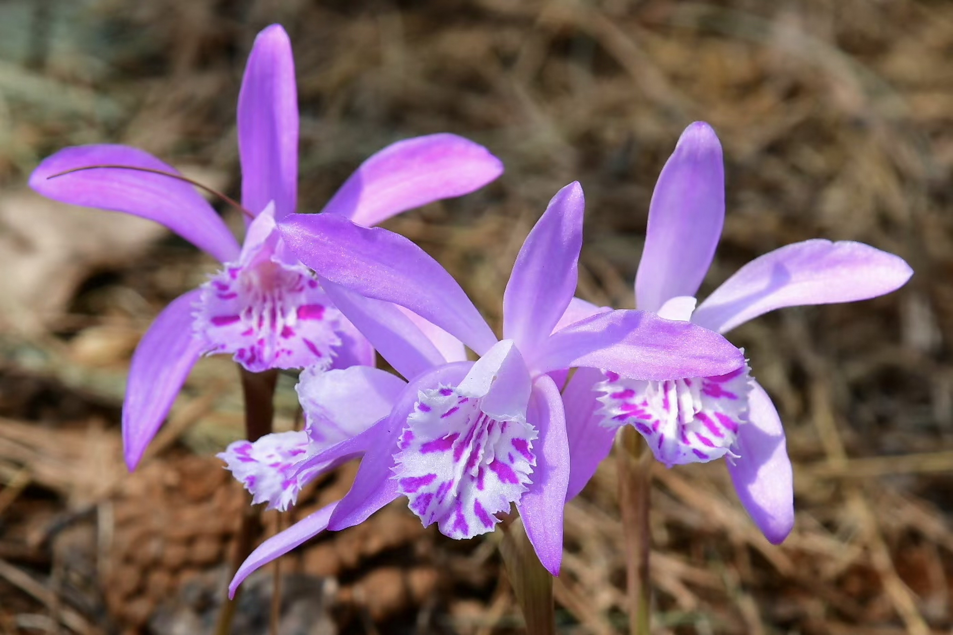 云南独蒜兰,和独蒜兰之间老是傻傻的分不清 #摄影# #治愈# #摄影作品