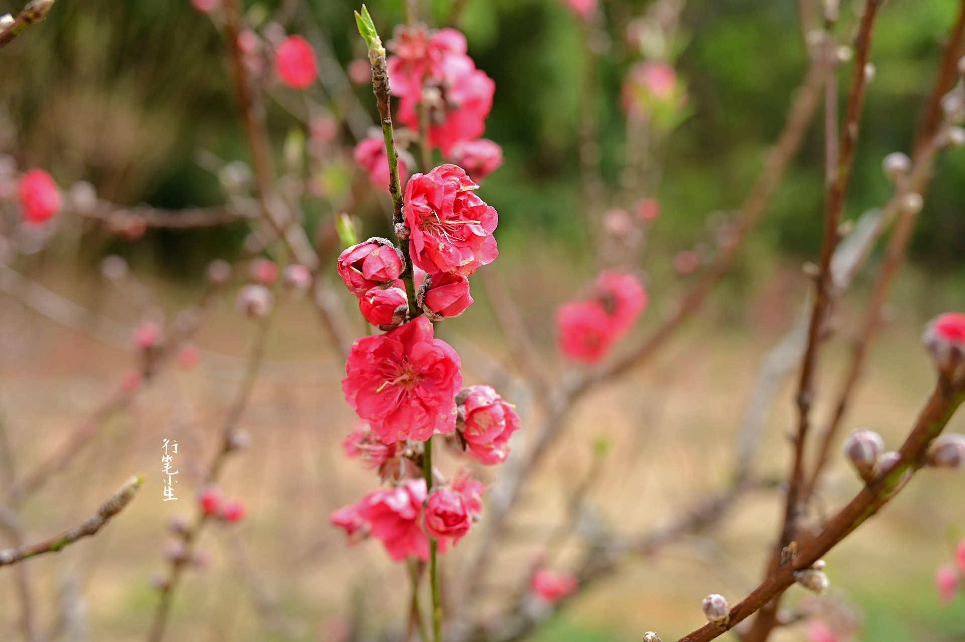 初春二月,一起来中山市树木园欣赏桃花吧!
