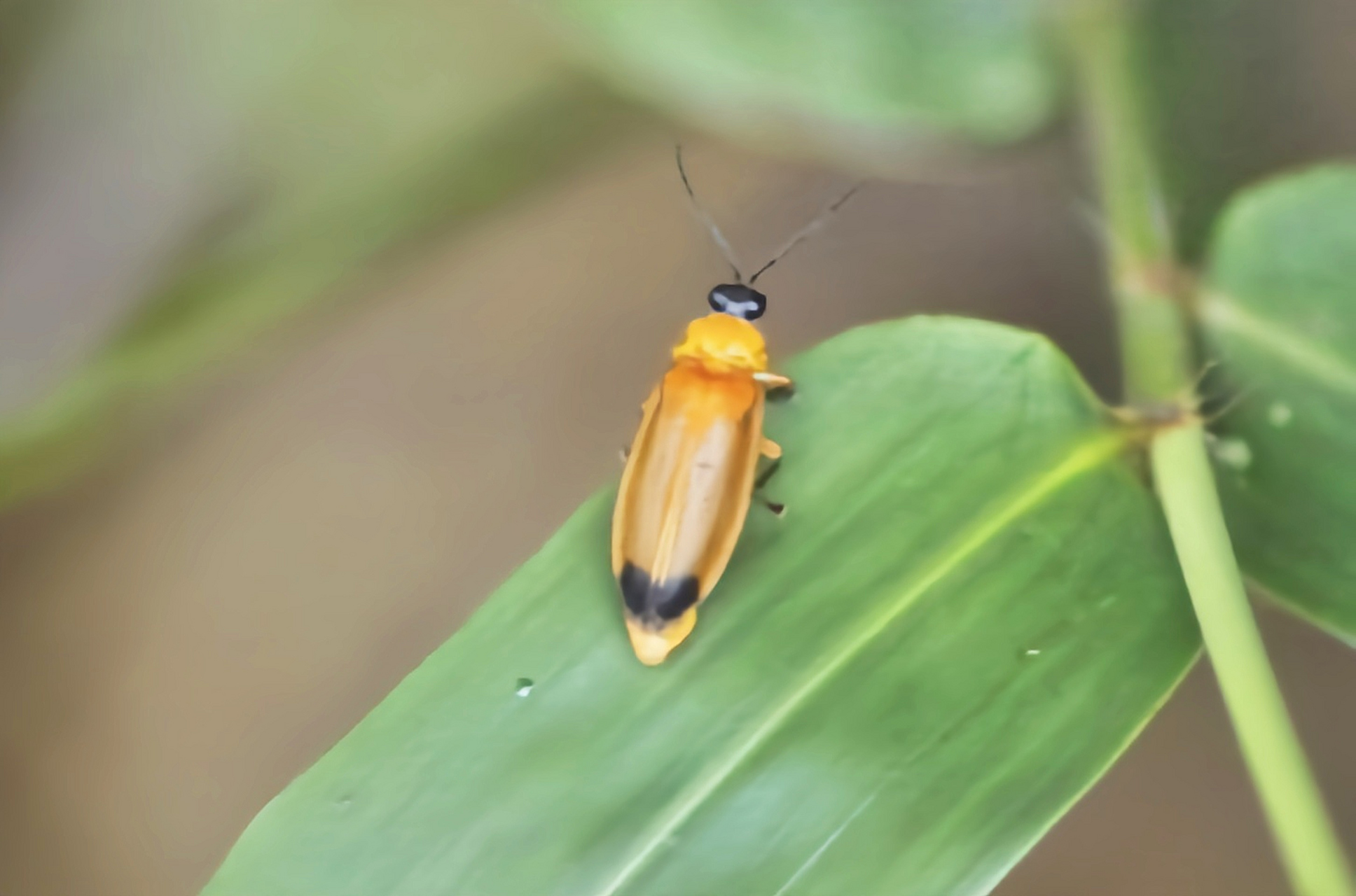 大端黑萤是一种常见的萤火虫.成虫体长1.1-1.4厘米.