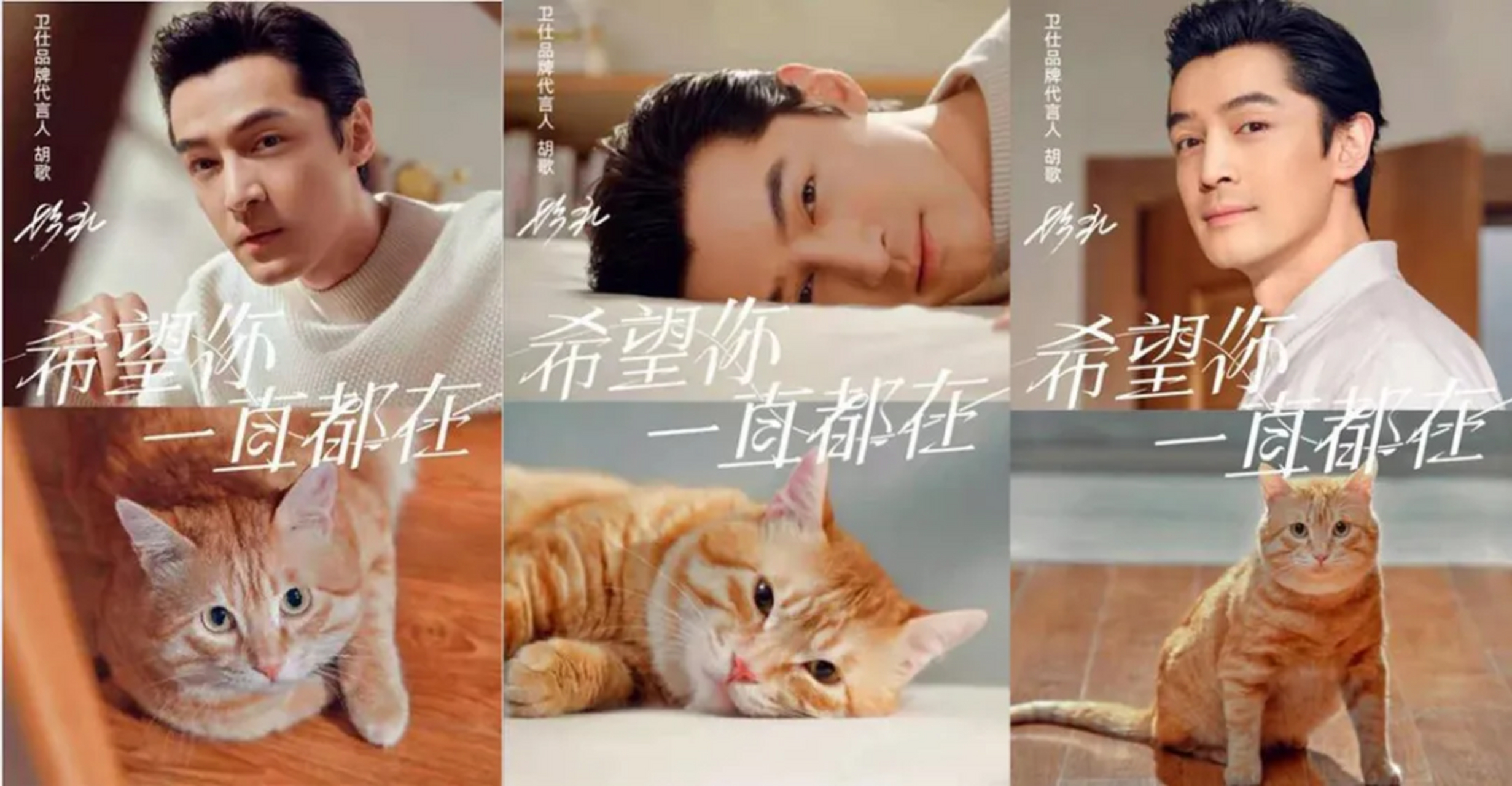 胡歌是猫奴界的扛把子 男神胡歌是"猫奴",养猫的男人可以让异性缘更好