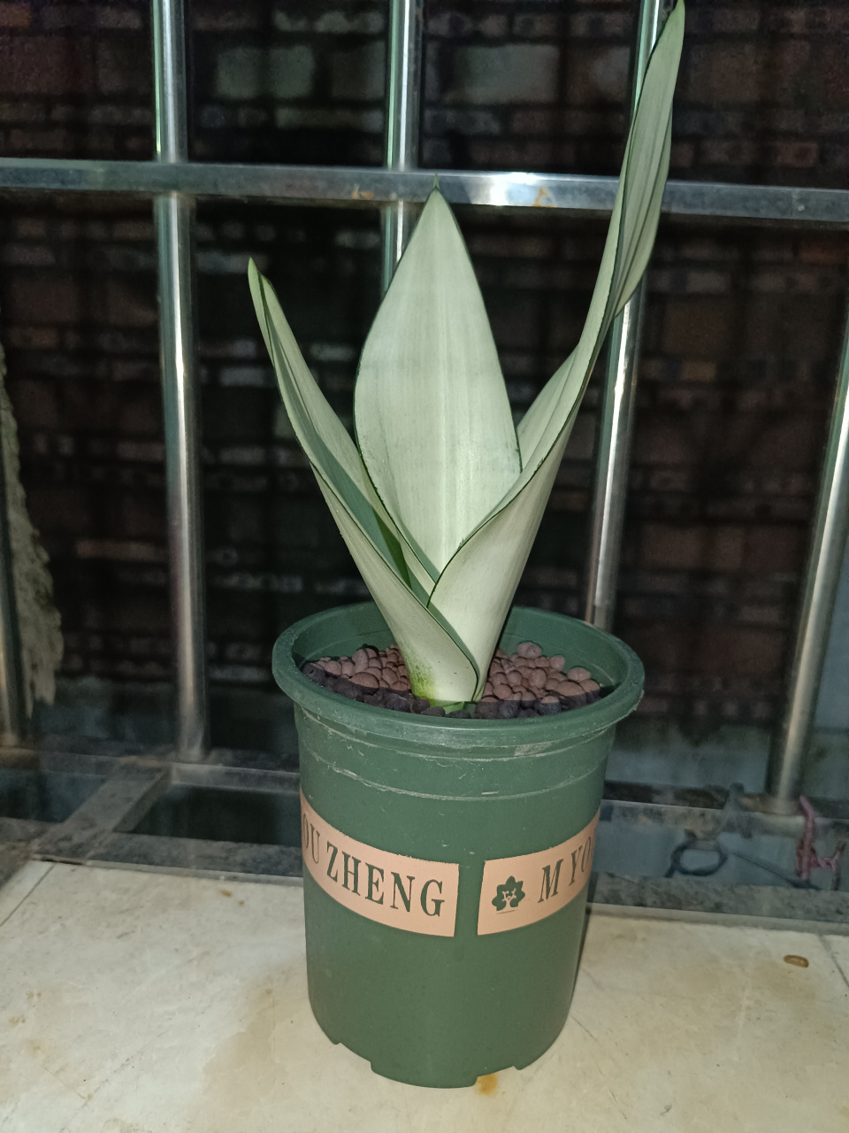 哩个白玉虎皮兰,无论系用泥土种,地系用水培都好好睇.[滑稽]#养花