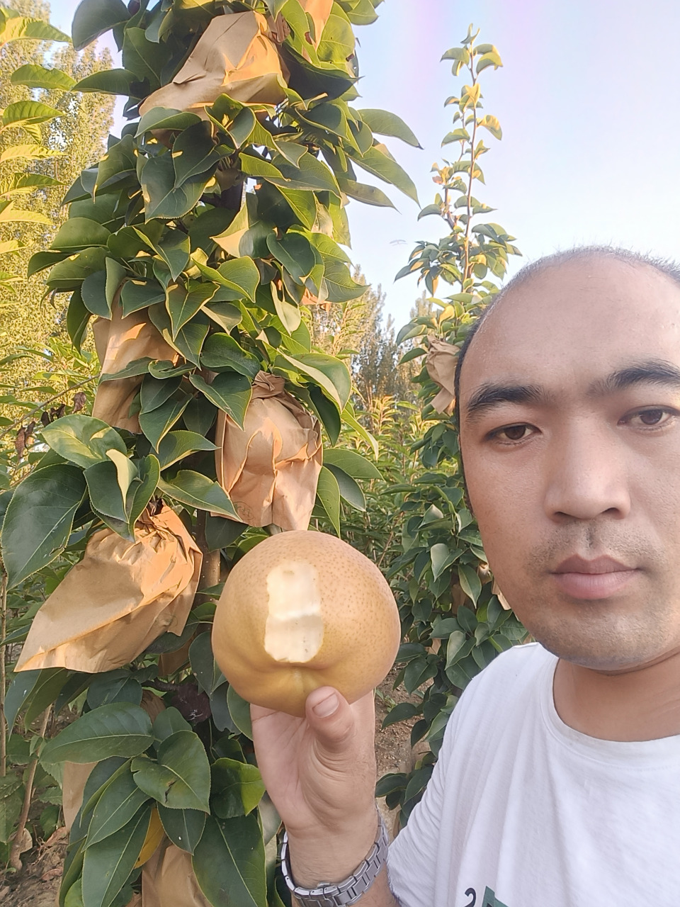 金秋蜜梨又名柱状梨是国内唯一一种短枝密植型结果的梨树新品种,是