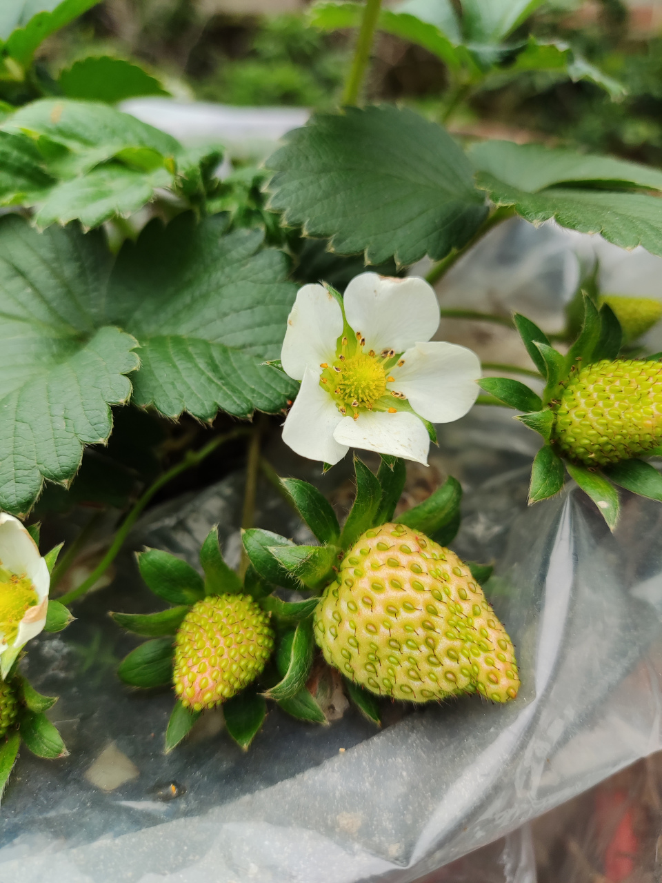 自己栽的草莓结果了,还没熟就是,一天天看着长大的.
