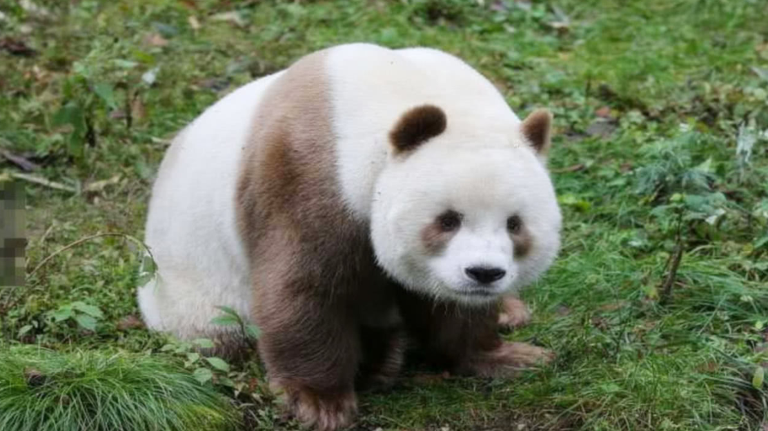 大熊猫战斗力强不强,如果遇到老虎,会不会被吃掉?