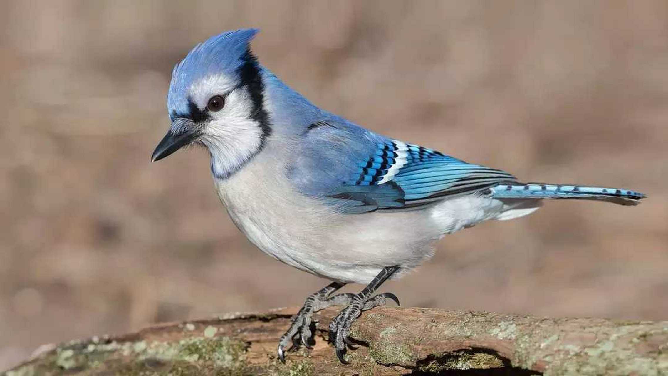 卡西亚鸟是世界上最会种树的鸟,这种鸟生活在南美洲的秘鲁,非常喜欢吃