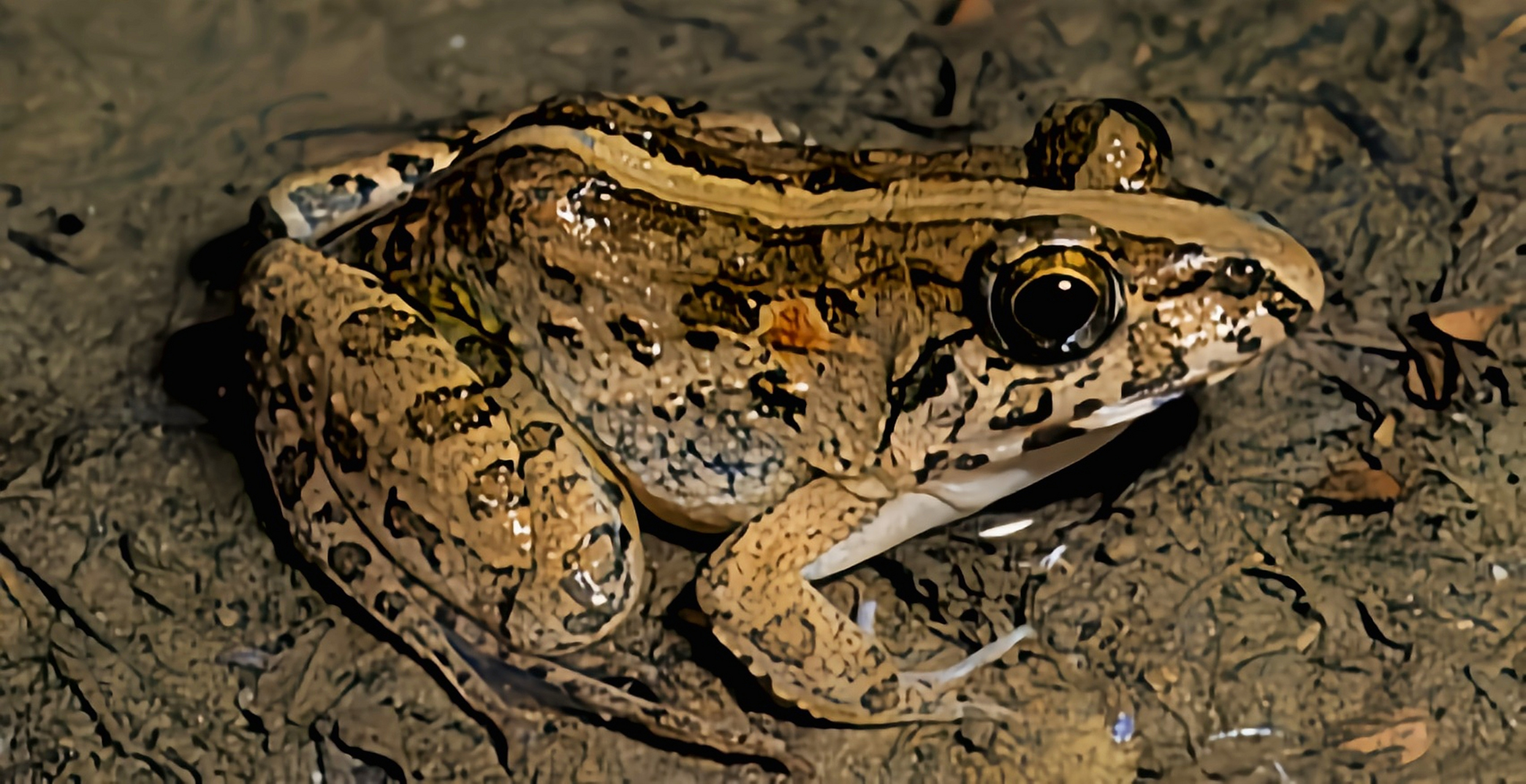 每天认识一种动物——泽蛙 泽蛙别名泽陆蛙,原产于我国秦岭以南的平原