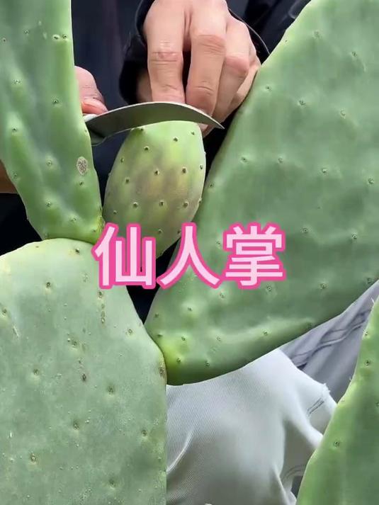 这种仙人掌你见过吗?