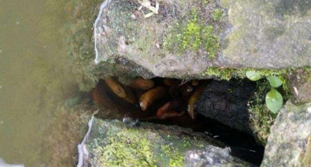 钓鳝鱼秘籍!教你3种用钩技巧,寻找2种洞穴,5分钟学会,纯干货