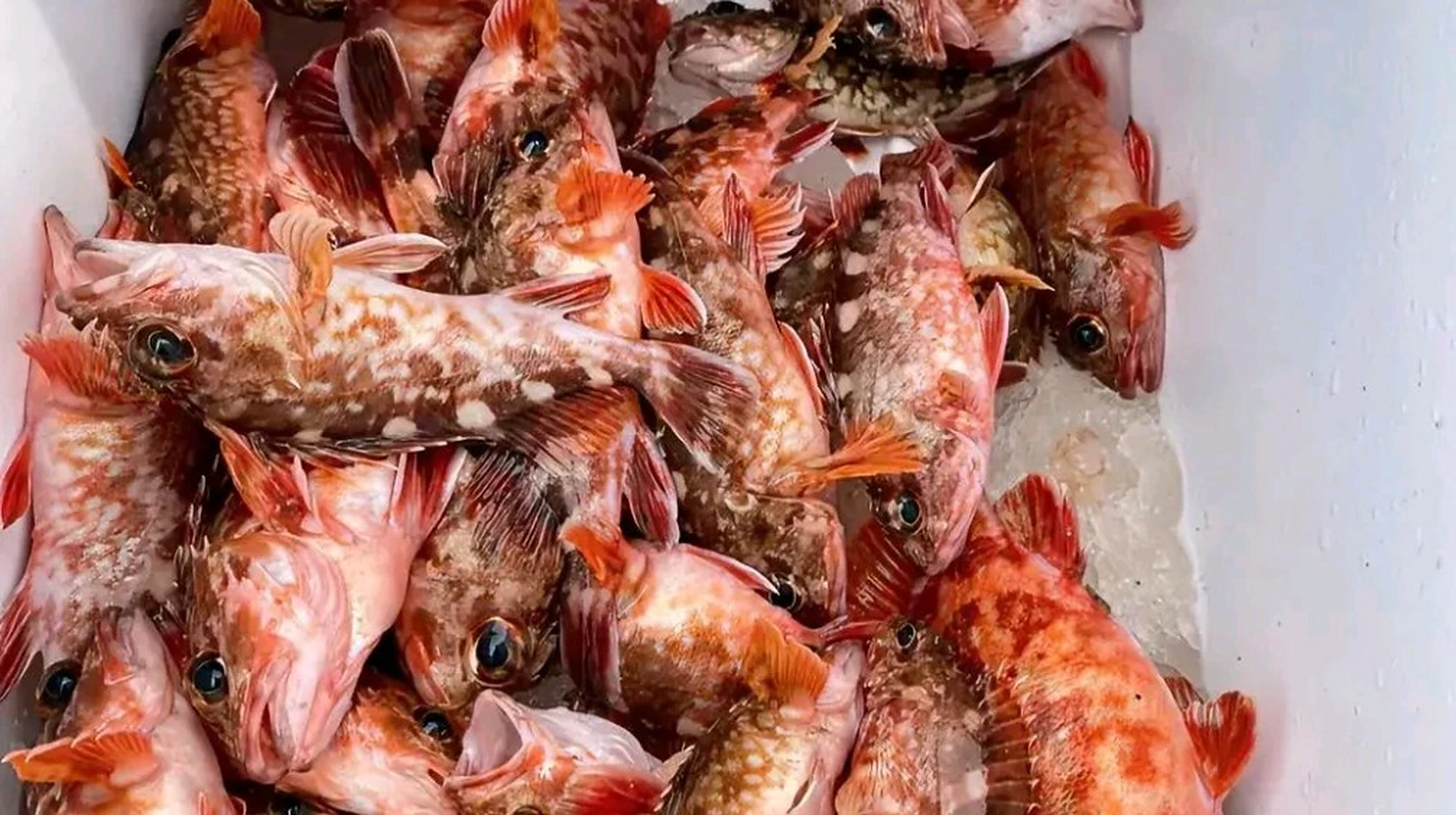 如果我一天能钓上十几斤石九公,如果一斤石九公我能卖出50元,那我每天