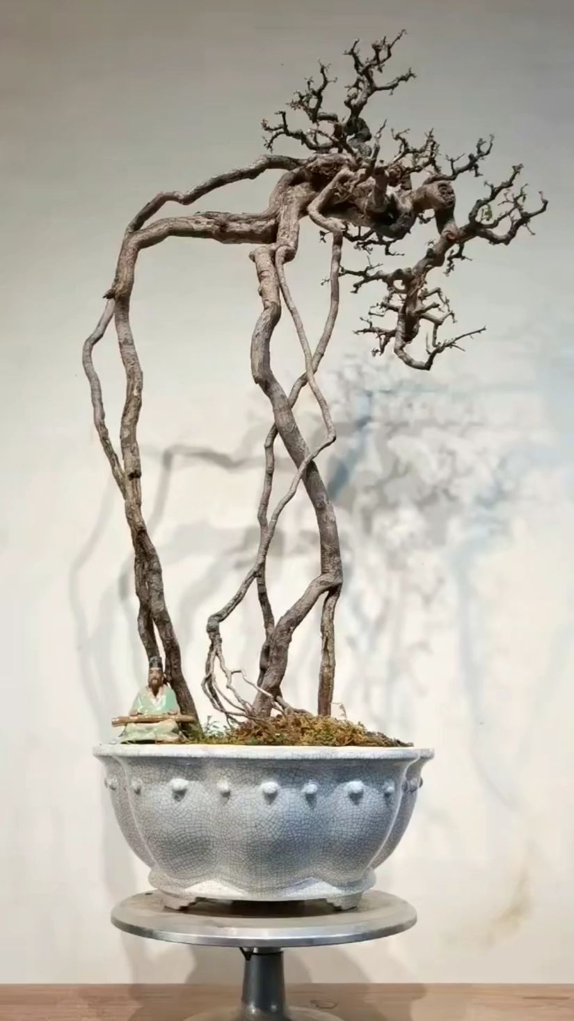 精品提根雀梅,意境不错,古朴耐看