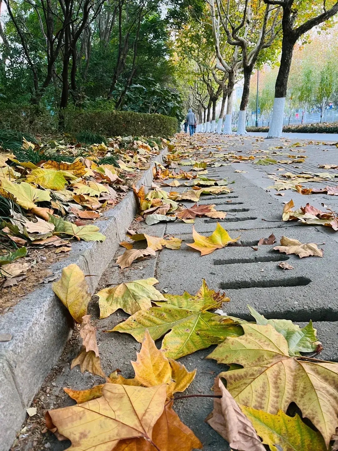 也是一种浊锶 梧桐落叶图片秋天梧桐树落叶的图片深秋梧桐树叶飘 