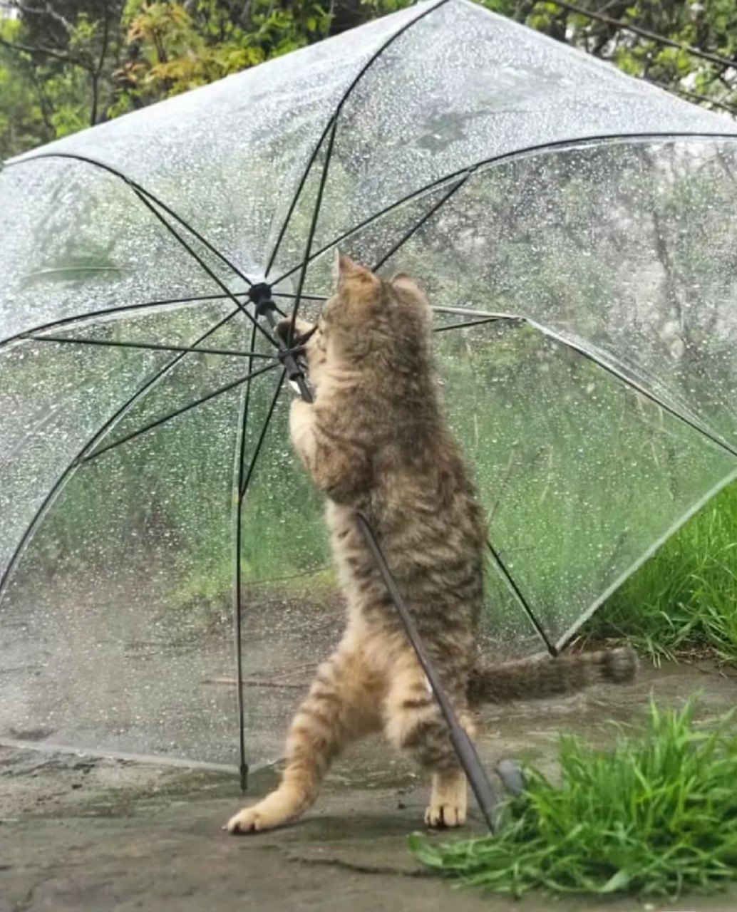 猫咪都学会自己给自己撑伞了