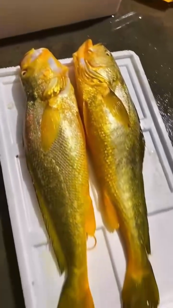 金子一样的野生大黄鱼2条10斤多漂亮!-度小视