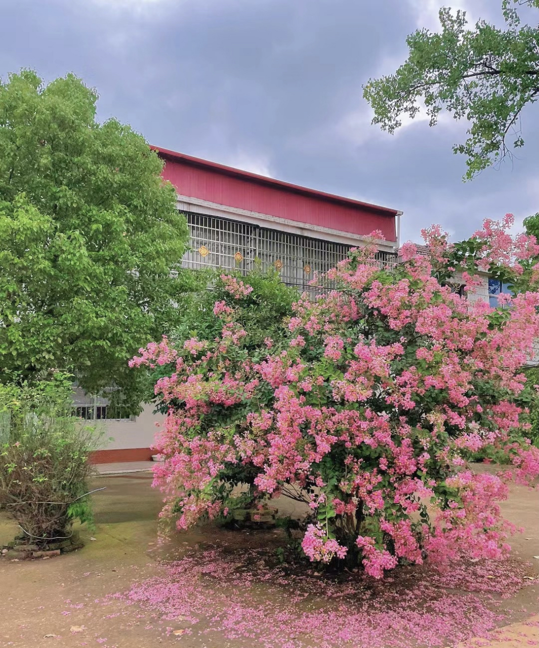 偶遇一棵花树,和紫薇一样温柔的紫薇花,颜色看起来可浪漫了,有人喜欢