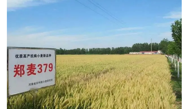 中信麦99小麦品种简介图片