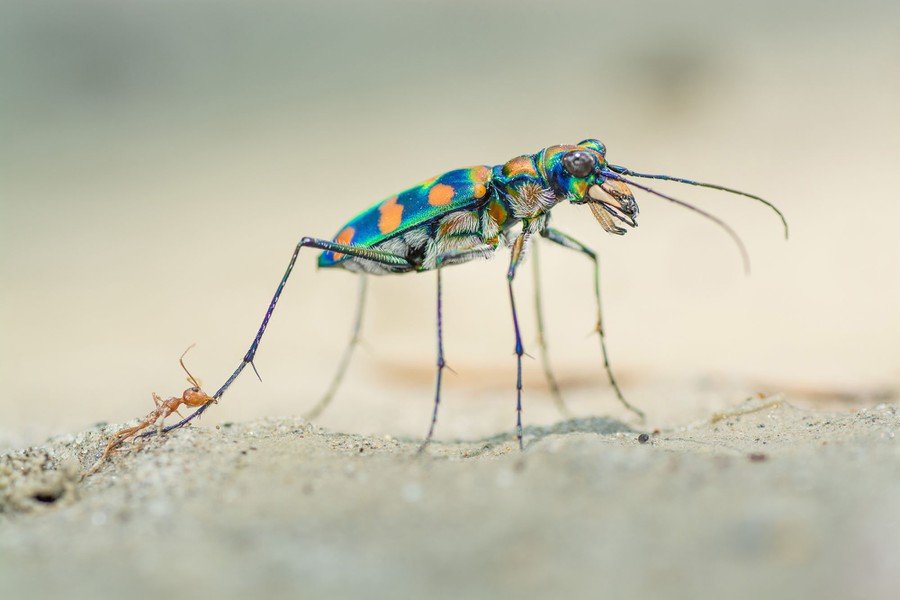 © Ripan Biswas / Wildlife Photographer of the Year