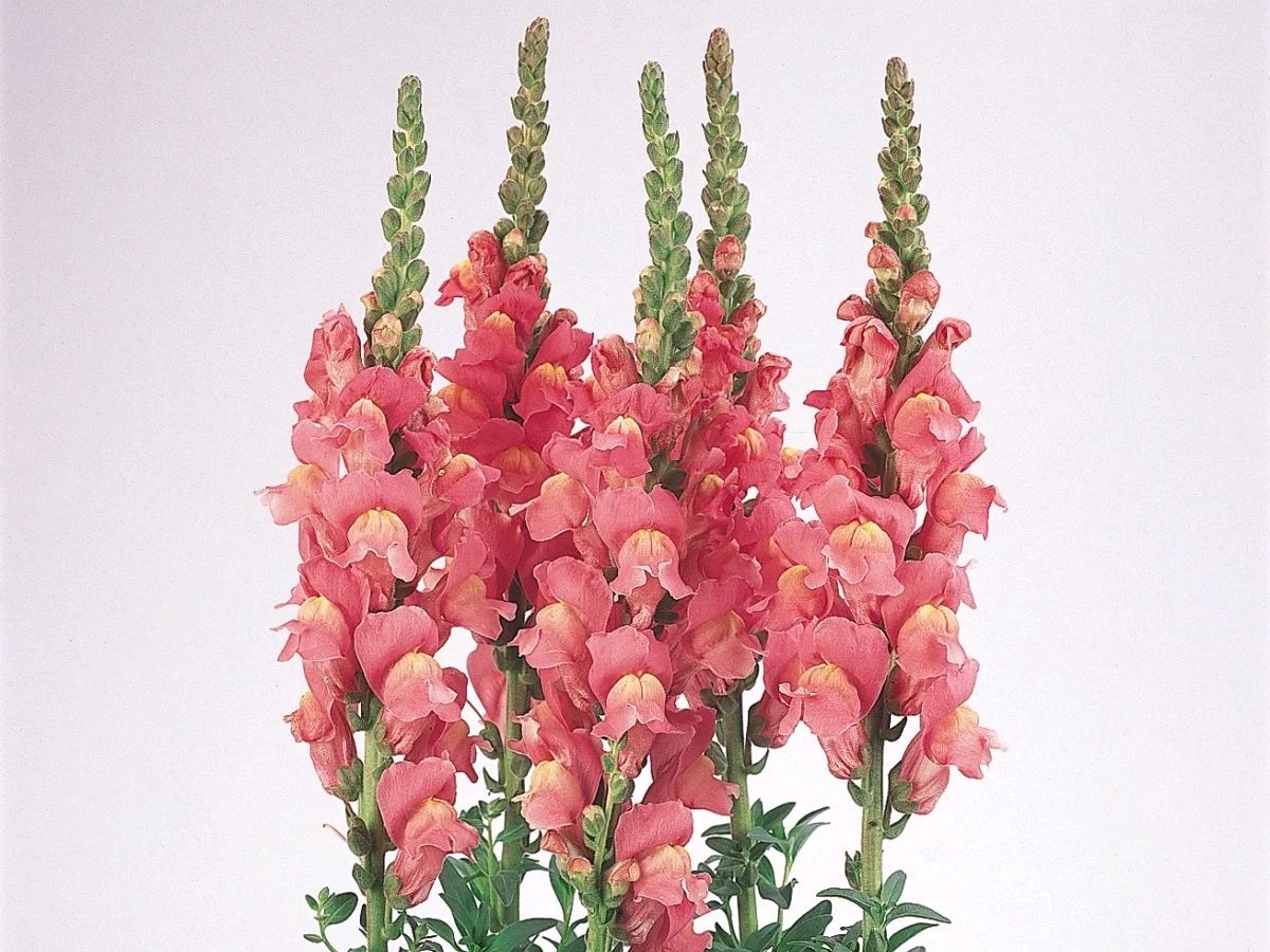 金鱼草:清新优雅,为你的生活增添一抹亮色