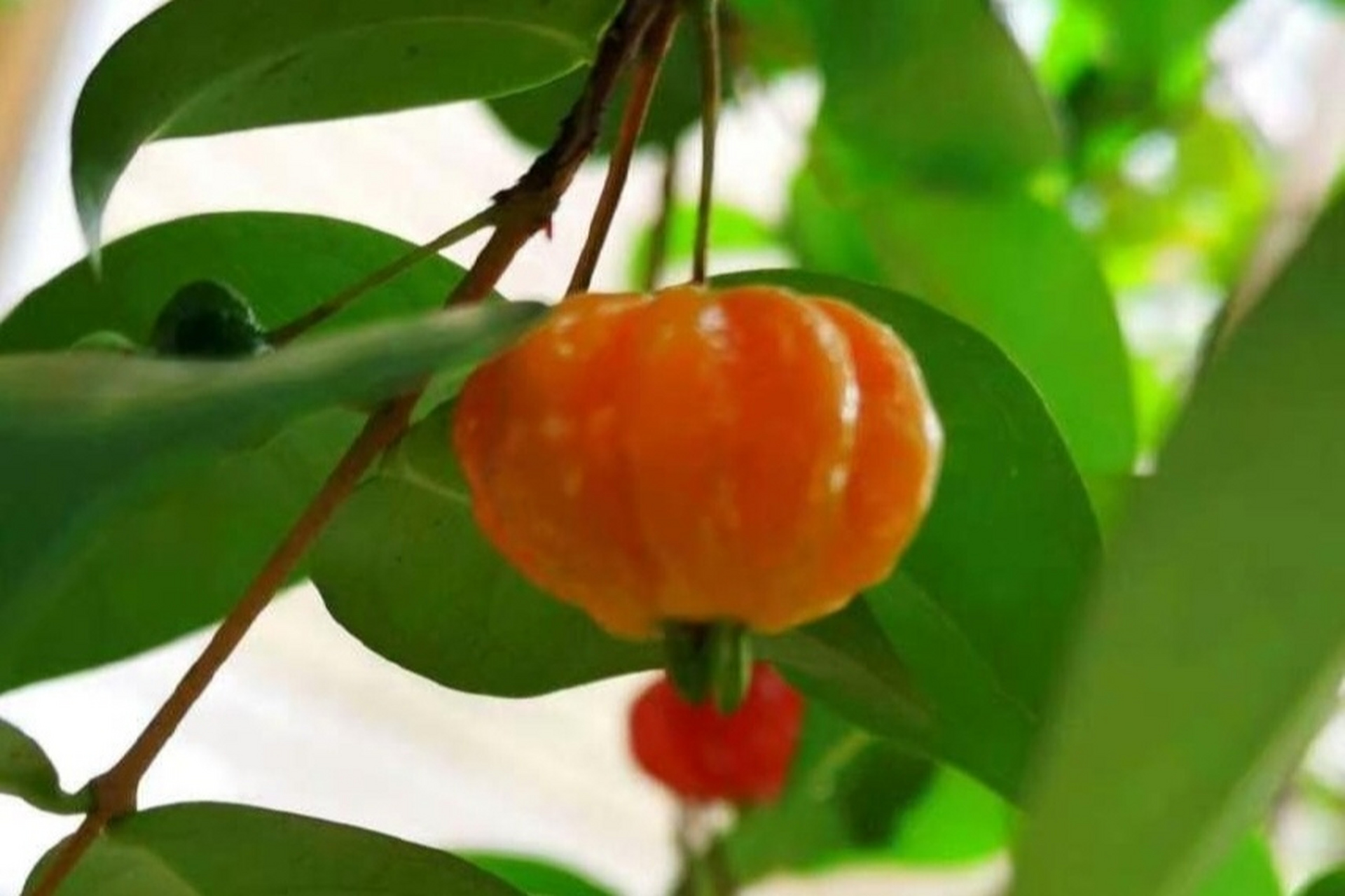 分享象形植物:灯笼果与葫芦瓜