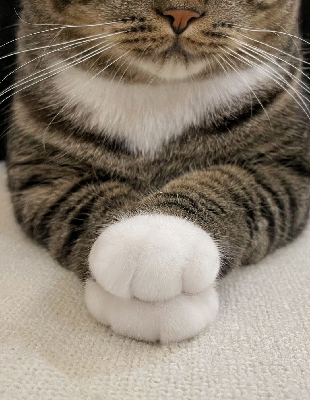 猫咪的手手叠一起是什么意思呢?