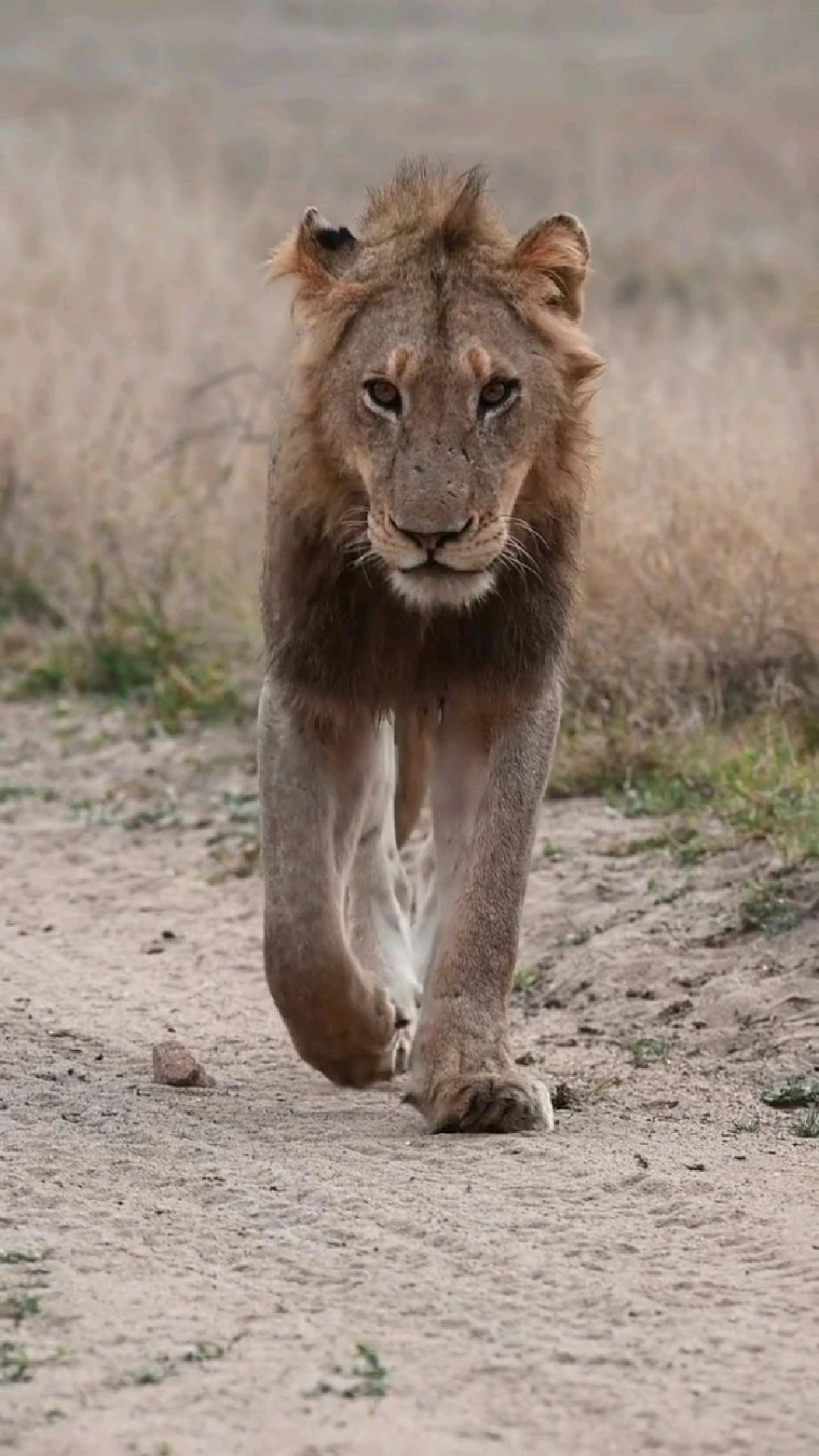 年轻的流浪雄狮