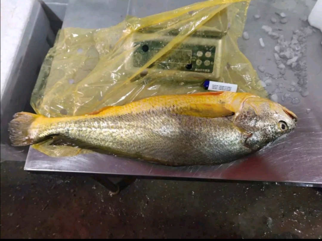 商品专题_黄花鱼 优质回答 (宁波渔民大哥捕获的野生大黄鱼) 据这位