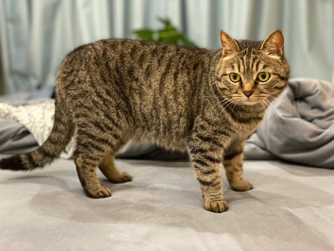 中国田园猫之狸花猫