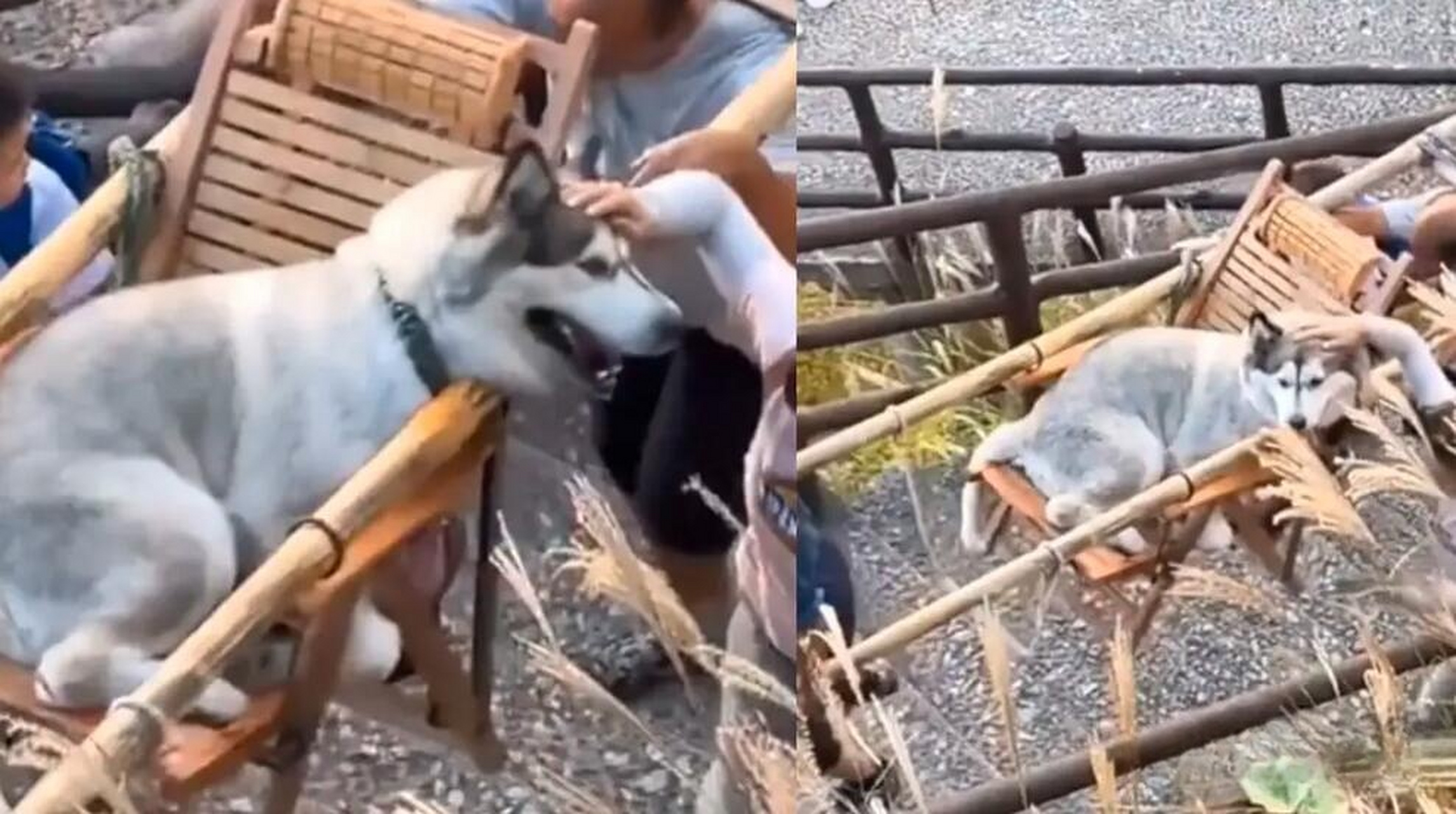 真弄不明白这是养宠物的人,狗竟然坐轿子,比人还金贵?