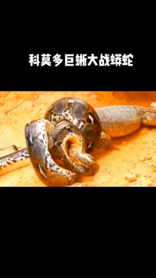 科莫多巨蜥大战蟒蛇
