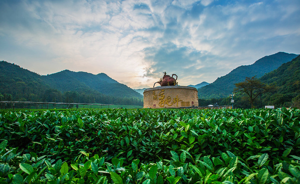 浙江龙坞茶镇,这1万的浙江人承包中国70%西湖龙井,为茶而生