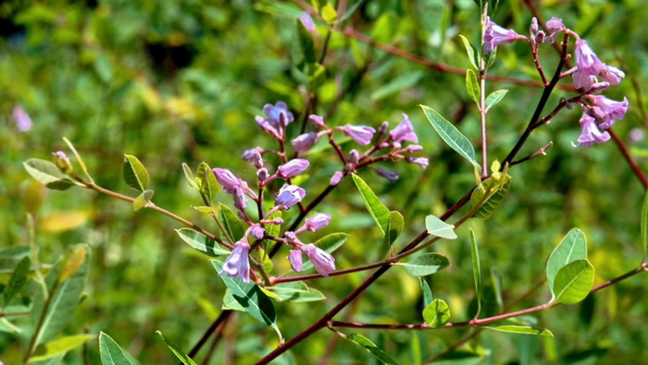 罗布麻因罗布泊而得名,敦煌地处罗布泊东边,这里出产道地野生罗布泊