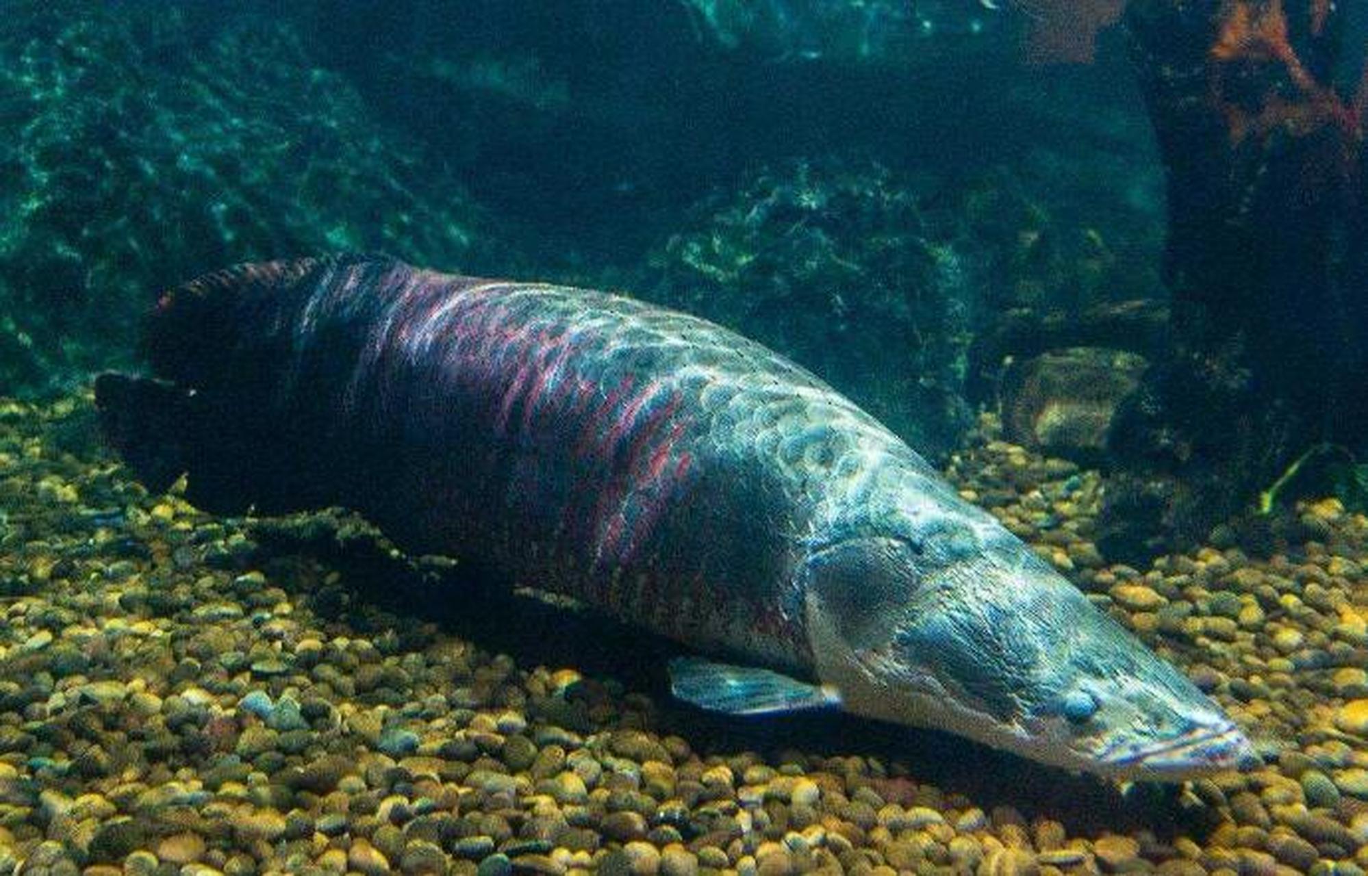 巨骨舌鱼(学名:arapaima gigas):是辐鳍鱼纲,骨舌鱼目,巨骨舌鱼属的