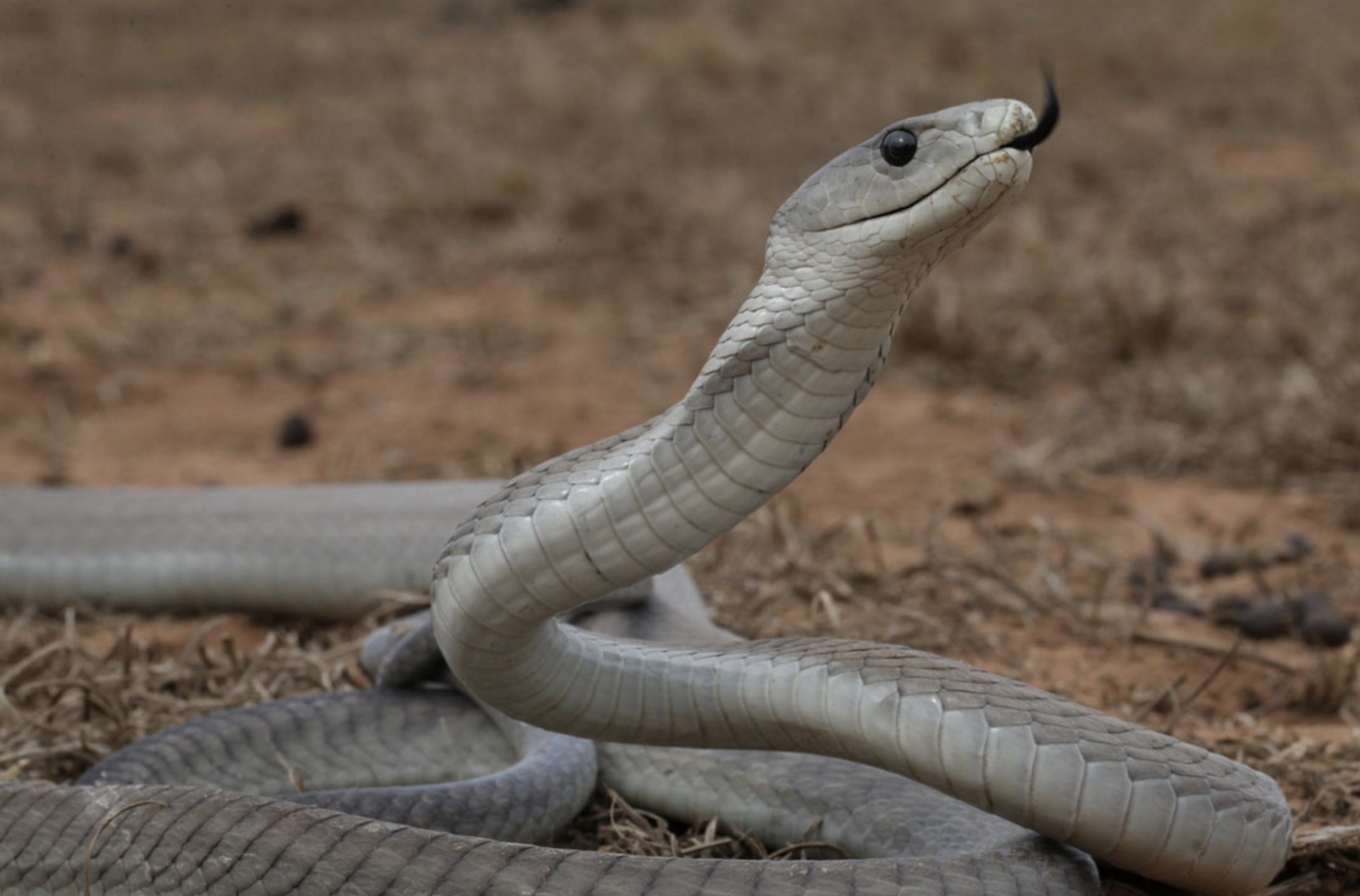 黑曼巴蛇能以高达19km/h的时速追逐猎物,只需两滴毒液就可以致人死亡.